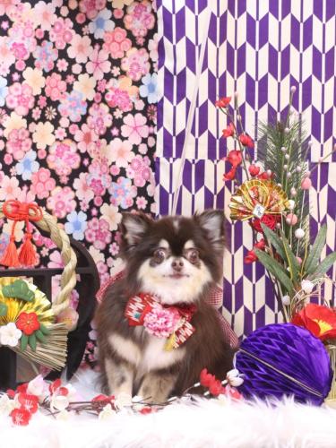 20250117ラブちゃん